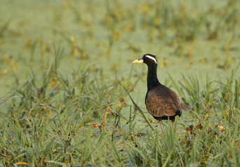 Bronze-winged jacana at Keoladeo Ghana National Park, Bharatpur, India