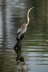 Darter perched on a wooden log in a lake at Keoladeo Ghana National Park, Bharatpur, India