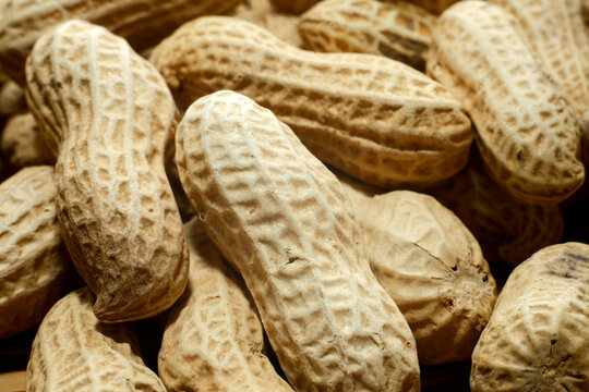 Peanut butter filled christmas candy