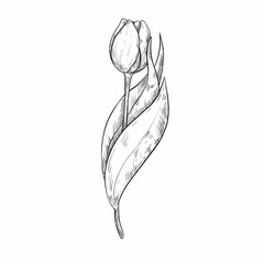 Hand drawing tulips. Mother's day. Botanical line drawing