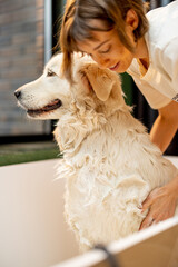 Young woman soaps her dog in bathtub. Cute white adorable dog during SPA procedures in bathroom....