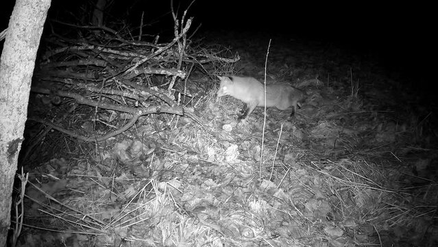 Cautious red fox hunts near a pile of branches at night. Trail camera