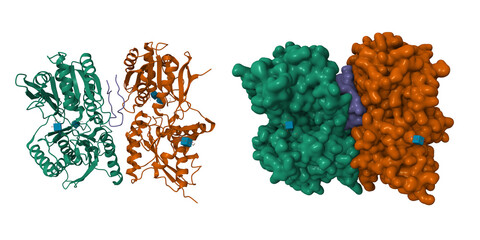 Structure of natriuretic peptide receptor-C dimer complexed with atrial natriuretic peptide (blue). 3D cartoon and Gaussian surface models, PDB 1yk0, chain id color scheme