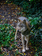 Gray wolf in the forest listen