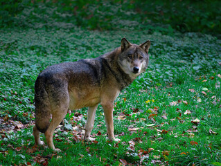 Naklejka na ściany i meble Gray wolf in the forest listen