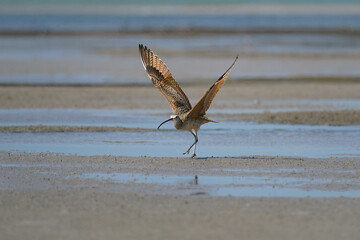 Long-billed Curlew on beach taking flight