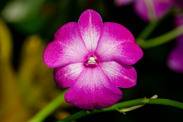 Macro Photo of Dendrobium Flower.