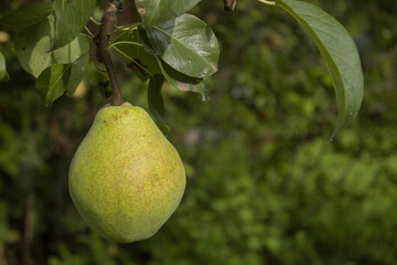 Fresh ripe pear are hanging on a branch of fruit tree on a blurred background of lush greeneryю Eco-friendly natural products, Empty space for your textю Closeup