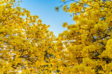 Beautiful blooming Yellow Golden Tabebuia Chrysotricha flowers of the Yellow Trumpet that are blooming with the park in spring day in the garden and sunset sky background in Thailand.