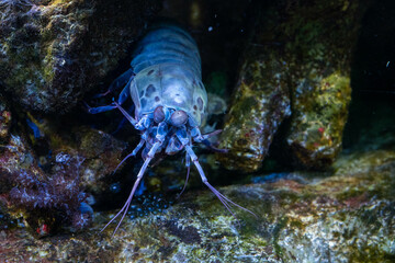 adult chiragra mantis shrimp male hides in the rocks waiting for food