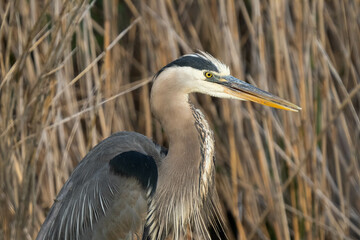 great blue heron gets a close up while in the shallows of the wetlands