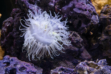 vibrant fish eating anemone glows in a deep water reef tank