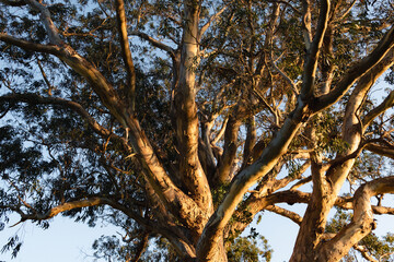 Mother Tree