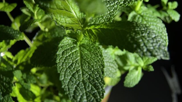 Green leaves of peppermint plant