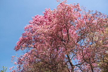 Pink Blossoms