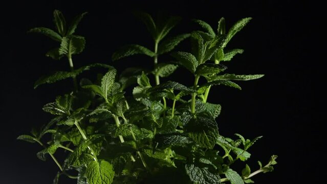 Peppermint plant gyrating with black background