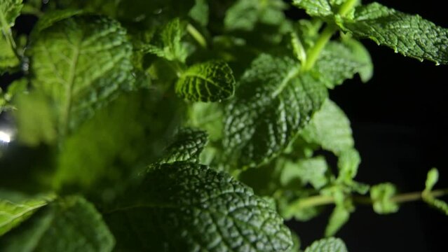 Peppermint plant with green leaves