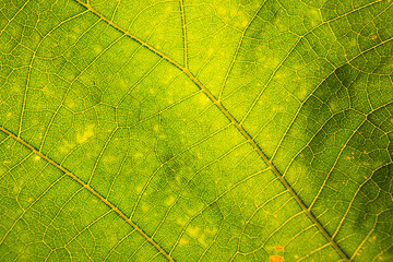 hoja detalle verde nervaduras