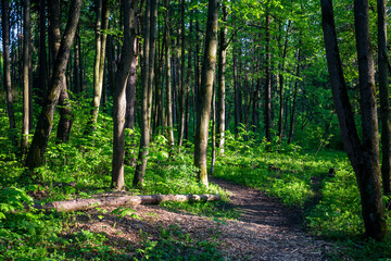 Fototapeta na wymiar Path in the nature park on a summer day