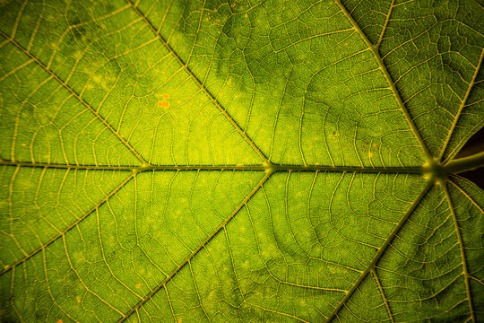 hoja detalle verde nervaduras