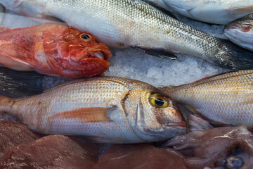 Fresh sea fish in the cold counter, intended for sale in the market. The fish are stored on ice.