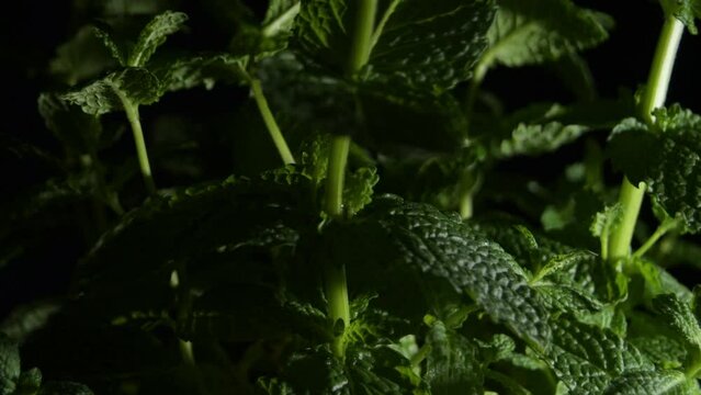 Peppermint plant gyrating