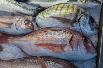 Fresh sea fish in the cold counter, intended for sale in the market. The fish are stored on ice.