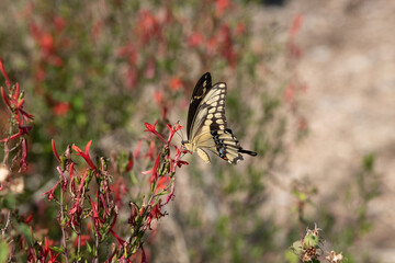 Swallowtail Butterfly on Red Flower, Fall in San Antonio, Texas
