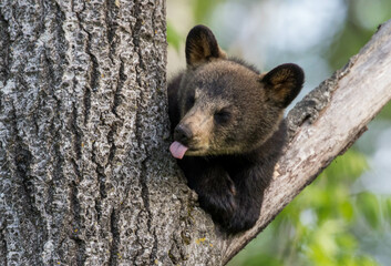 Bear cub sticking tongue out © Deb
