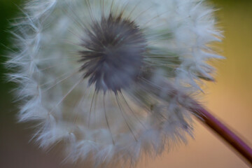 Abstract macro of dandelion seeds