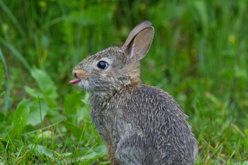 Wet Rabbit sticking tongue out 