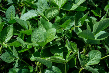 Soybean plants in a field in Argentina