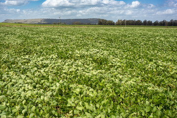Fototapeta na wymiar Plantation of soybean in a field of argentina
