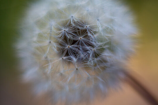 Abstract macro of dandelion seeds