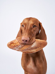 funny dog with a baguette in teeth. Hungarian vizsla on a white background