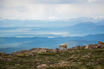 Mountain Evans Mountain Goat Colorado - 573994305