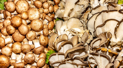 oyster mushrooms and other mushrooms. close-up, ready for sale.