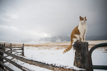 Ranch Cat on Fence - 573994764