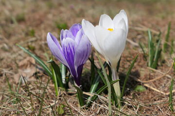 White and purple crocus flowers.