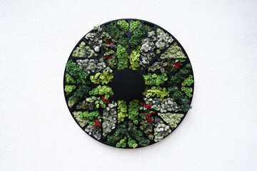 Obraz na płótnie Canvas Modern wall landscaping by using plant with small leaf
