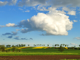 Big cloud over spring rural landscape of rapeseed fields in Poland. - 573994943