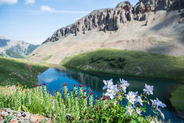 Columbine Wildflowers Colorado Rocky Mountains Summer - 573994985