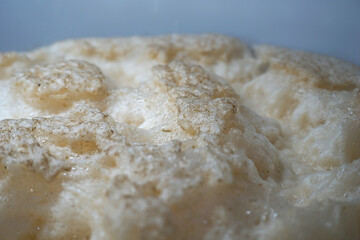 Beer yeast foam - alcohol fermentation process