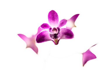 Naklejka na ściany i meble Orchidee im Gegenlicht