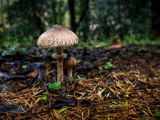 imagen de una seta entre hojas caídas y árboles de fondo 