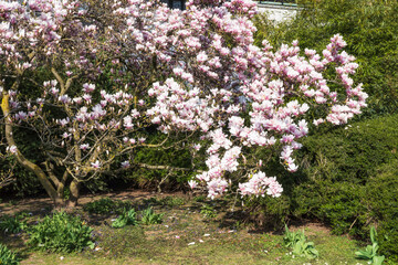 Blossoming magnolia tree in the spa gardens of Wiesbaden/Germany
