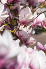 Close up of magnolia blossoms in the spa gardens of Wiesbaden/Germany with blurred foreground