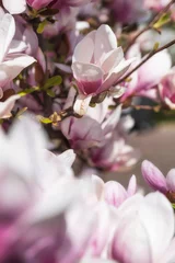 Foto op Canvas Close up of magnolia blossoms in the spa gardens of Wiesbaden/Germany with blurred foreground © fotografci