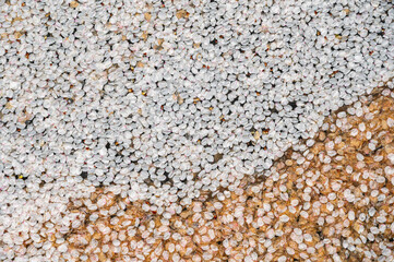 池に落ちる桜の花びら