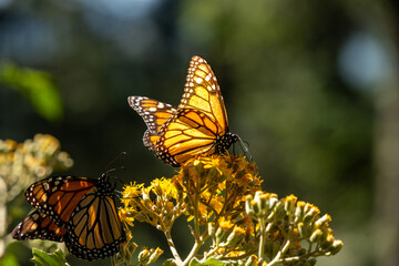 Monarch Butterfly Mexico - 573996994